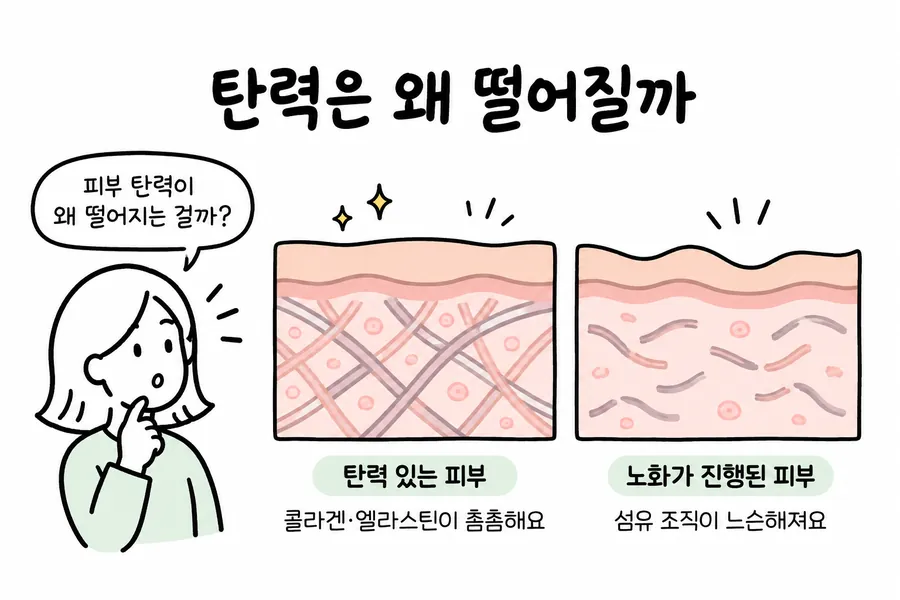 Cross-section illustration comparing skin with dense fibrous tissue to skin that has loosened and developed folds