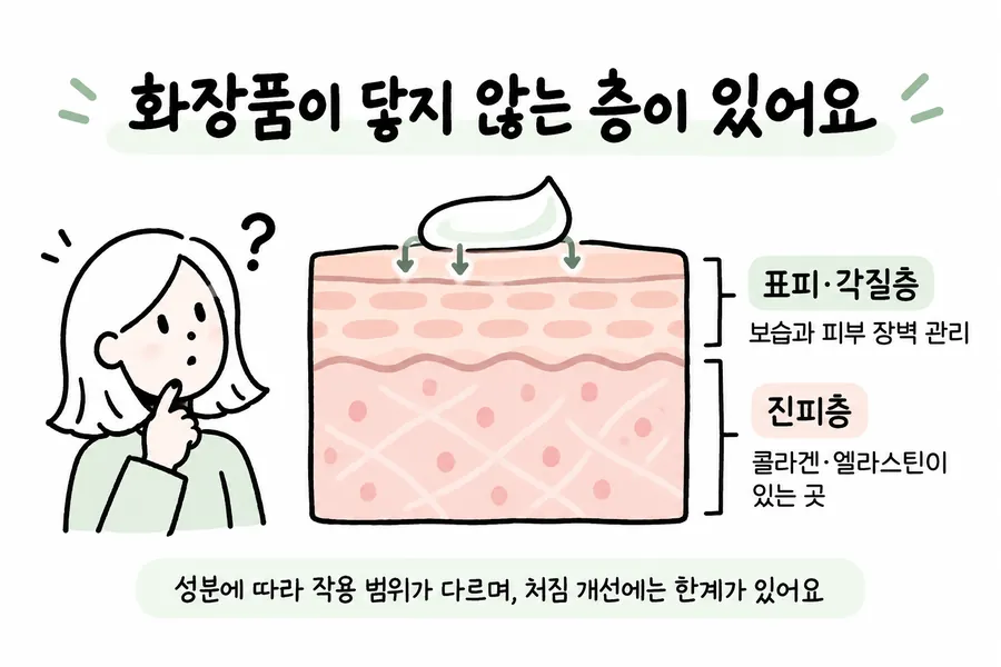 Illustration distinguishing the epidermis and stratum corneum, where skincare products reach, from the dermis, where collagen and elastin are found